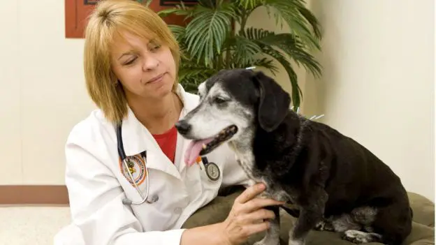 Lara is seen in her uniform with a dog receiving treatment