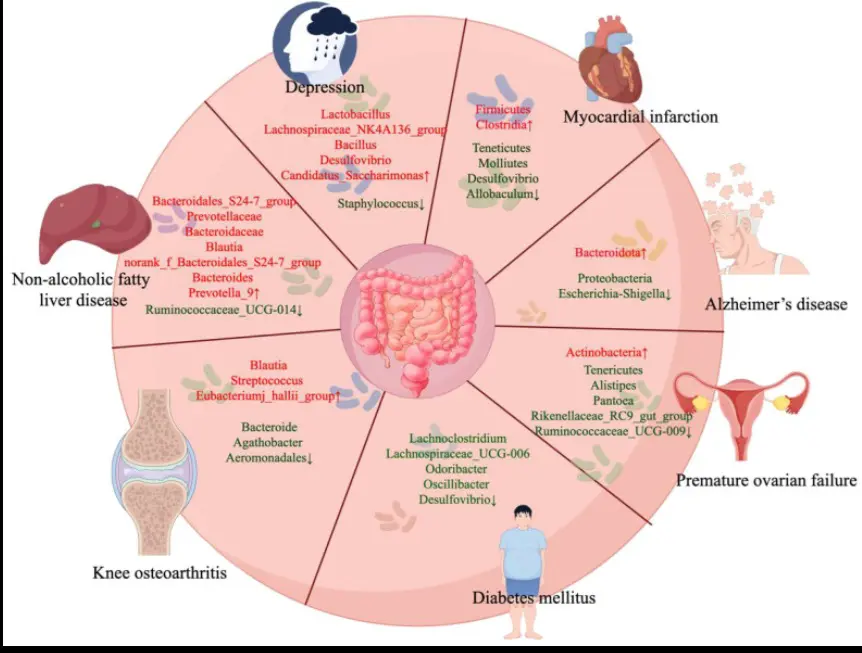 Acupuncture and microbiome conditions