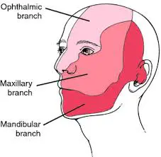 Image result for innervation of trigeminal nerve