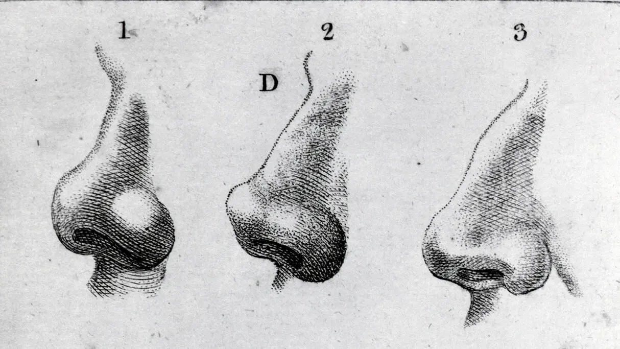 Engravings of noses from 1797. Engravings of noses from 1797.