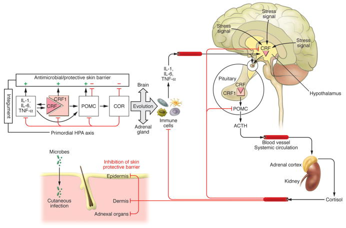 skin response CRF