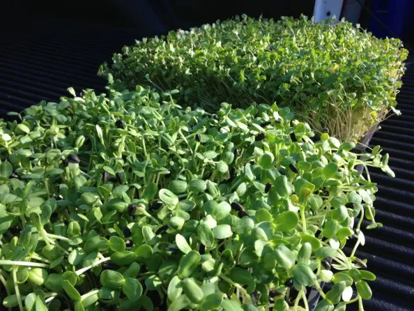 sunflower-sprouts-info-how-do-you-eat-the-sprouts
