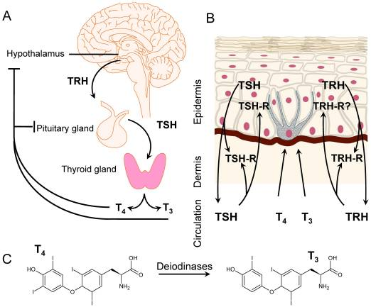 thyroid skin response