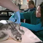 turtle blog