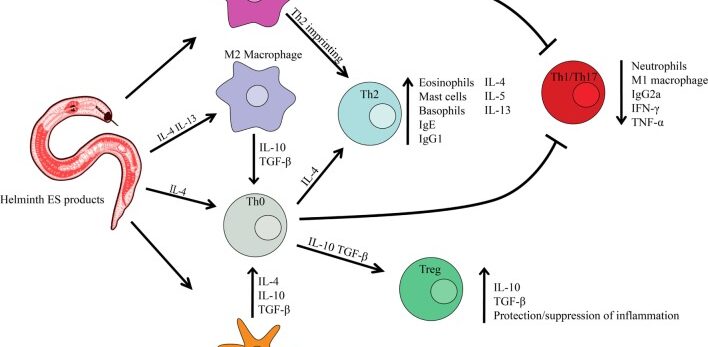 Helminth Immunomodulation in Autoimmune Disease.