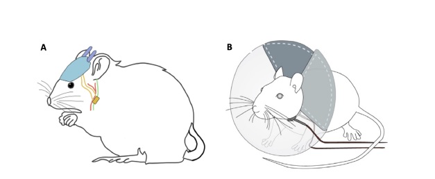 TAVNS in Mice with Ear Pod improves memory challenges