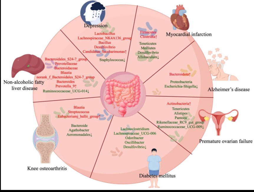 Acupuncture and microbiome conditions