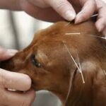 Dog getting acupuncture