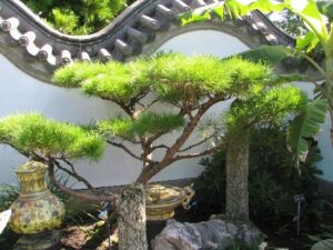 Chinese garden stone and bonzai