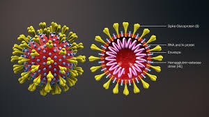 picture of corona virus