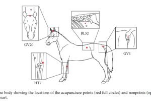 diagram of horse acupuncture points 